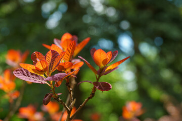 Red leaves against greenery. Young red leaves of Cotinus coggygria Royal Purple (Rhus cotinus, the European smoketree) against sunlight  background of blurred greenery in spring garden.