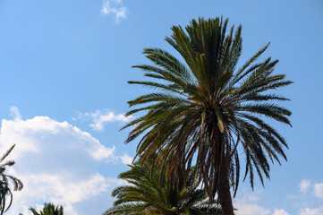 tropical palm trees on the island of Cyprus 7