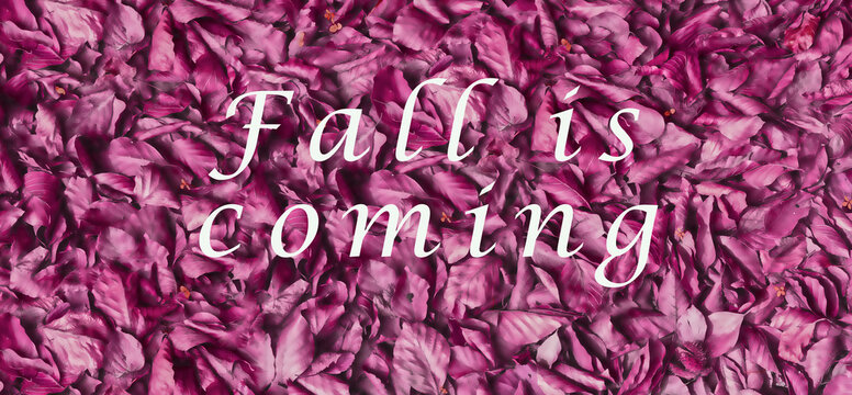 Purple leaves with letters falling is coming