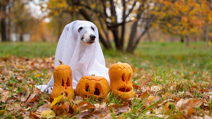 Dog jack russell terrier in a ghost costume with jack-o-lantern pumpkins in the autumn forest. 