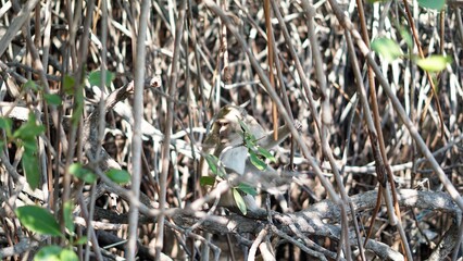 Monkey (Macaca fascicularis) in Mangrove Forest
