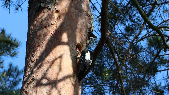Sweden. The great spotted woodpecker (Dendrocopos major) is a medium-sized woodpecker with pied black and white plumage and a red patch on the lower belly. 