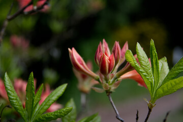 Flowers and buds on an orange rhododendron bush close-up