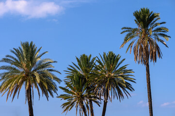 tropical palm trees on the island of Cyprus 3