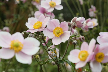 Beautiful blossoming Japanese anemone flowers in summer garden.