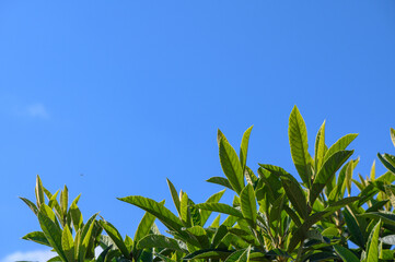 green branches against the blue sky of Cyprus 4