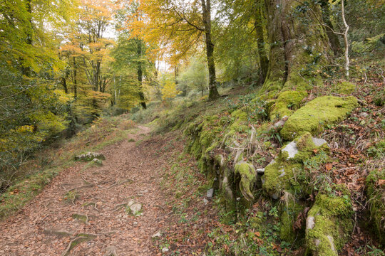 path in the forest, autumn,  Asturias,  Sierra de Sueve 