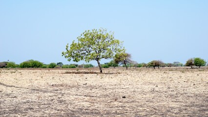 Obraz premium Climate change in Indonesia. Dramatic dusty barren savanna.
