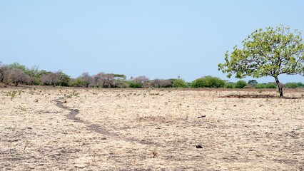 Climate change in Indonesia. Dramatic dusty barren savanna.