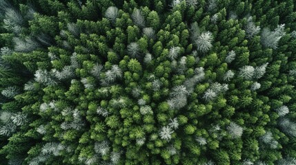 Generative AI, Misty winter fir forest beautiful landscape in hipster vintage retro style, evergreen trees with show
