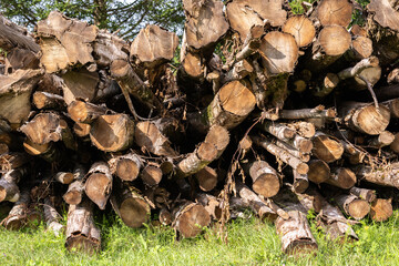 pile of firewood in the forrest 