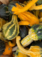 Gourds