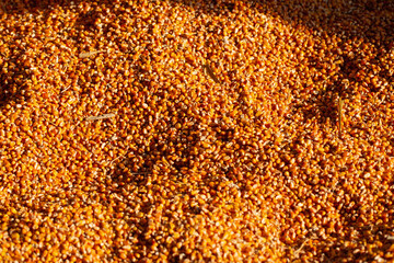 orange background with corn seeds in sunlight