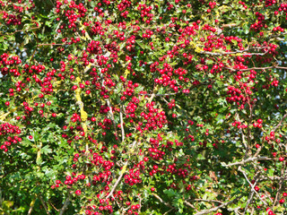 Many wild, red hawthorn berries in a hedgerow in Derbyshire, England, UK. Taken on a sunny day in autumn.