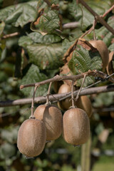 Kiwi fruits plantation 