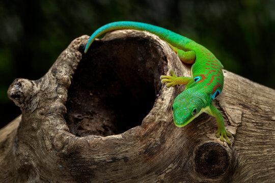 The Peacock Day Gecko (Phelsuma quadriocellata) is a brightly colored species found in Madagascar.