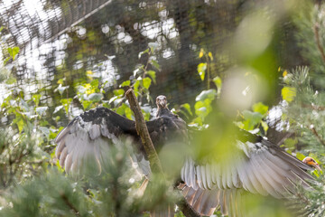 Lesser Yellow-headed Vulture (Cathartes burrovianus)