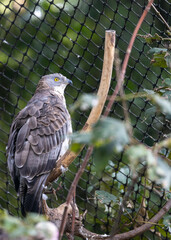 The European honey buzzard is a medium-sized bird of prey found in Europe, Asia, and Africa. It is known for its long wings, forked tail, and distinctive plumage, which is brown above and white below.