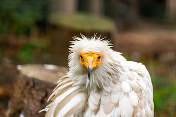 Egyptian Vulture (Neophron percnopterus) Outdoors