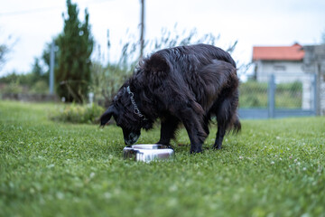 dog and his food bowl in the backyard in the grass, eating