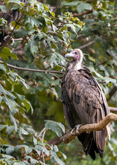 Hooded Vulture (Necrosyrtes monachus) Outdoors
