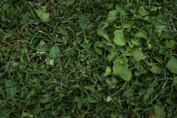green grass of home, floor, ground