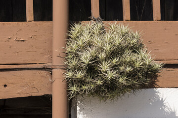 Plant of Tillandsia, epiphyte, air plant, 