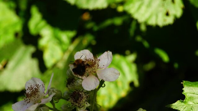 Bee on wild blackberry bush blossom white flowers 