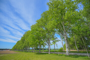 駒場の白樺並木