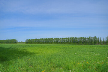 駒場の白樺並木