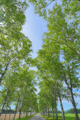 駒場の白樺並木