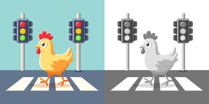 Chicken crossing the road on zebra crossing and color lights, vector illustration, Chicken walking on the street, chicken crossing the road, stock vector image