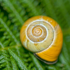 Closeup of snail on the surface of a fern