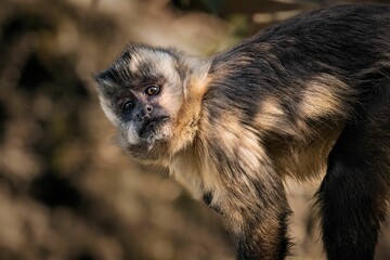 Closeup shot of a brown-furred monkey.