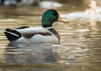 Mallard duck in a tranquil body of water.