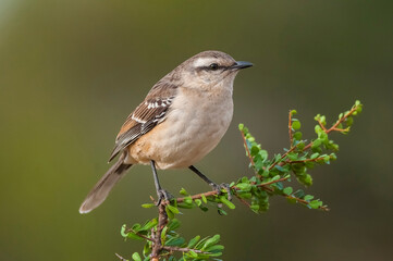 White banded mokingbird in Calden Forest environment, Patagonia forest, Argentina.