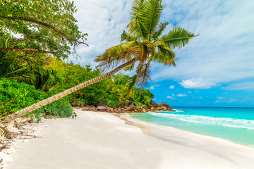 Palm trees by the sea in Anse Georgette beach