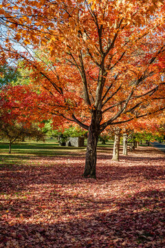 Autumn Scenery in Corbin Park. Spokane, Washington.