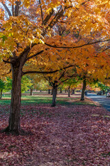 Fototapeta premium Autumn Scenery in Corbin Park. Spokane, Washington.