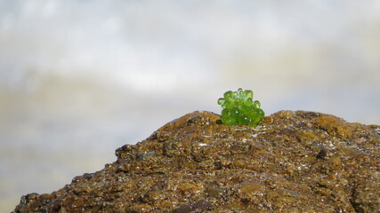 Bubble algae, Valonia ventricosa, on Fijian beach