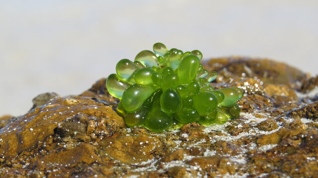 Bubble algae, Valonia ventricosa, on Fijian beach