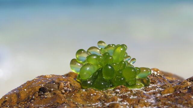 Bubble algae, Valonia ventricosa, on Fijian beach