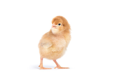 Little chicken isolated on white