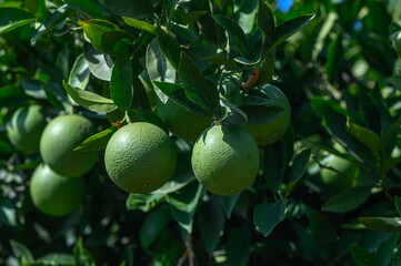 green oranges on a tree in Cyprus 7