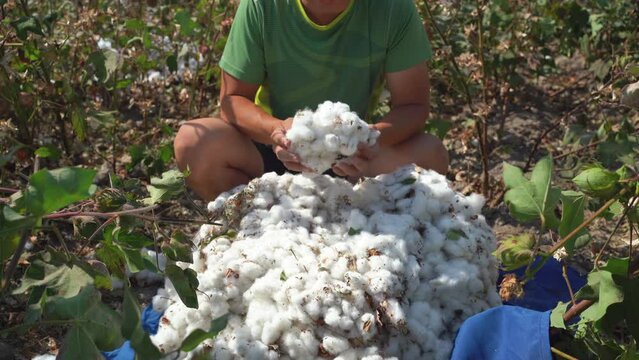 a mountain of harvested cotton in hands at a cotton plot