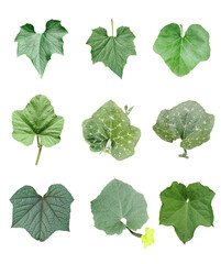 Obraz premium Green pumpkin leaves Bundle on white background, leaf isolated set, green leaf plant eco nature tree branch isolated