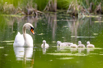 Nachwuchs Schwan Schwanenfamilie