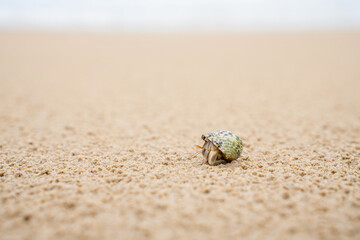 Colorful little Hermit Crab on the beach sand and sea background. Hermit crab walking alone beach.