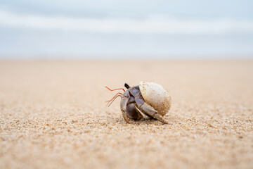 Colorful little Hermit Crab on the beach sand and sea background. Hermit crab walking alone beach.