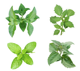 Green mint leaves Bundle on white background, leaf isolated set, green leaf plant eco nature tree branch isolated
